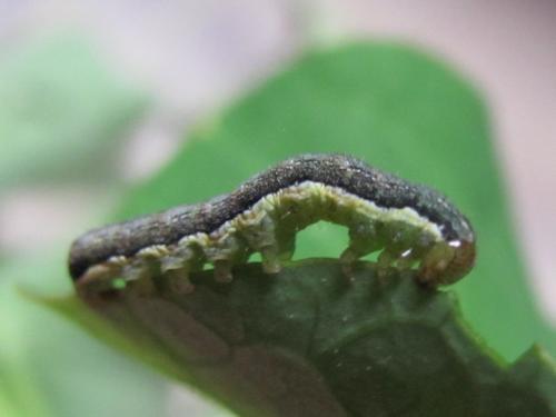 Mamestra brassicae