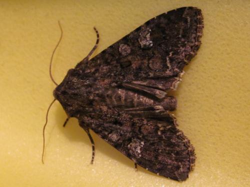Réf. 171 345 : Mamestra brassicae