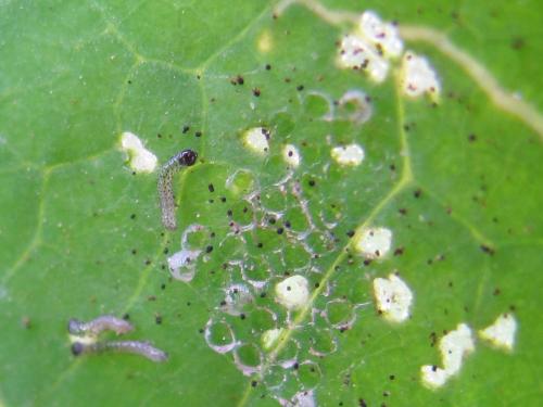 Mamestra brassicae