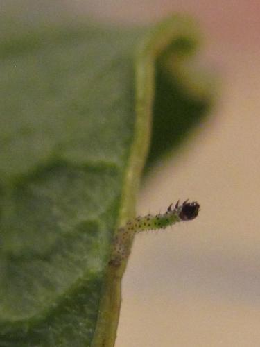 Mamestra brassicae