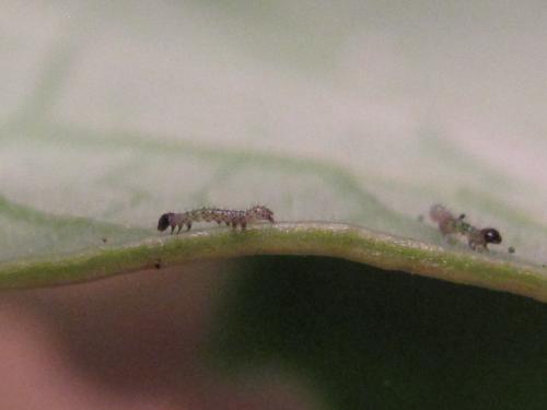 Mamestra brassicae