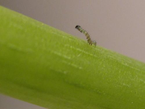 Mamestra brassicae