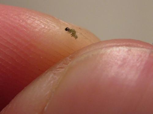 Mamestra brassicae