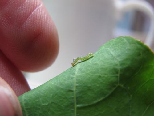 Mamestra brassicae