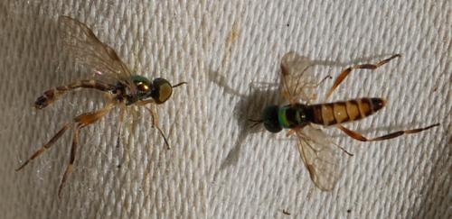 Chorisops tibialis