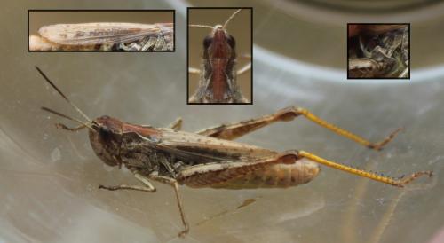Chorthippus apricarius apricarius