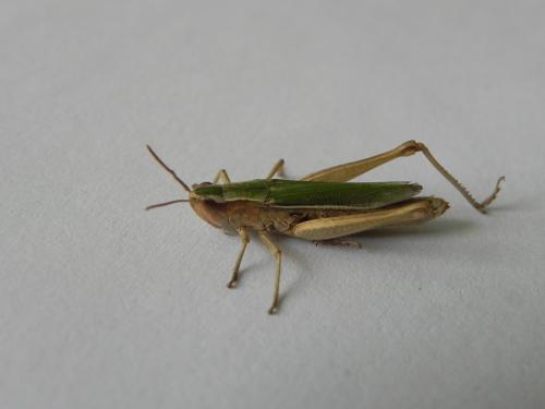 Chorthippus albomarginatus albomarginatus