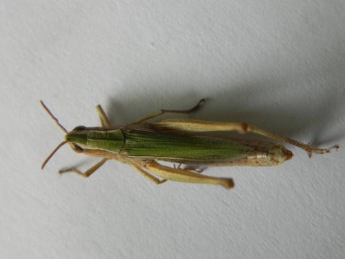Chorthippus albomarginatus albomarginatus