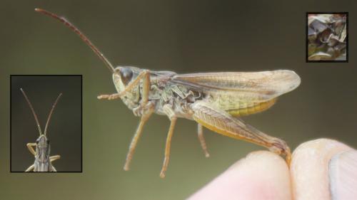 Chorthippus apricarius apricarius