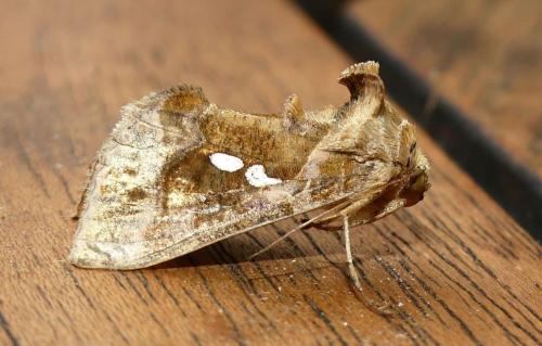 Réf. 171 454 : Chrysodeixis chalcites