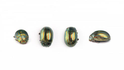 Chrysolina americana