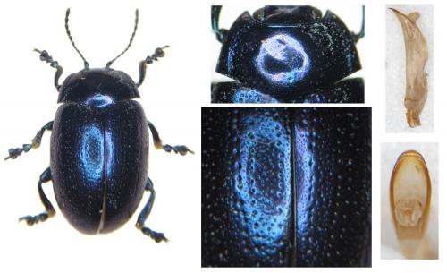 Réf. 171 977 : Chrysolina geminata