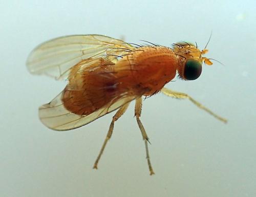 Réf. 171 128 : Sapromyzosoma sp.