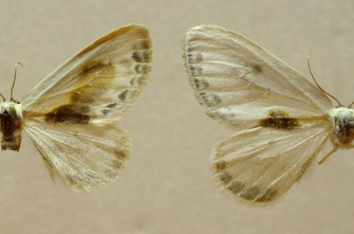 Cilix divers