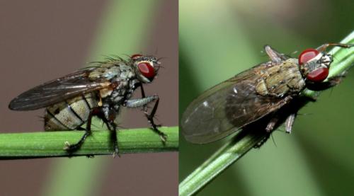 Coenosia tigrina