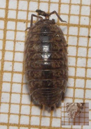 Réf. 171 996 : Porcellio gallicus