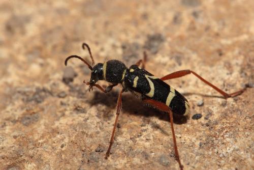 Clytus arietis