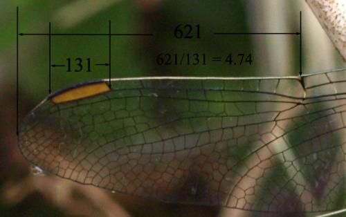 Réf. 171 439 : Orthetrum coerulescens