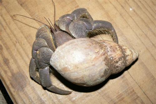 Coenobita brevimanus