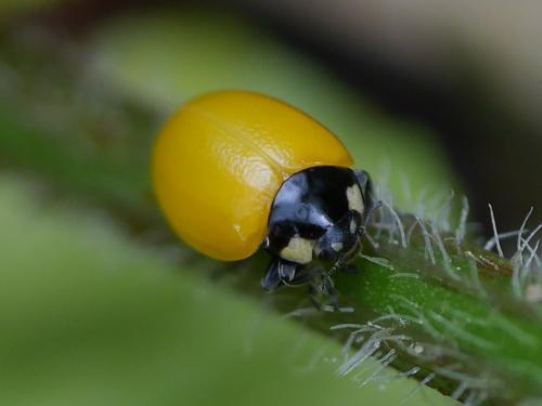 Réf. 171 202 : Coccinella sp.