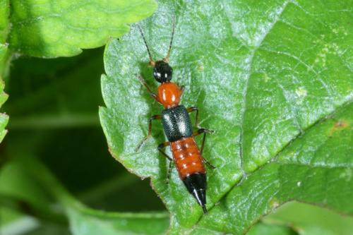 Réf. 171 014 : Paederus sp.