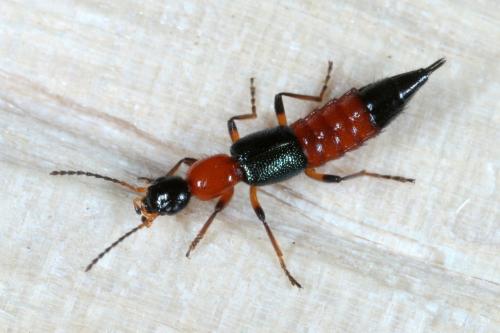 Réf. 171 015 : Paederus sp.