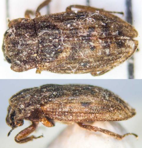 Réf. 171 934 : Helophorus nubilus
