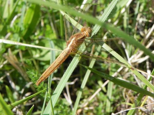 Crocothemis erythraea