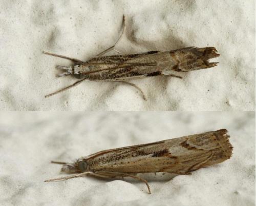 Réf. 171 669 : Agriphila geniculea