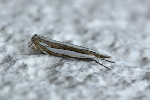 Réf. 171 679 : Crambus pascuella