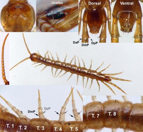Lithobius crassipes