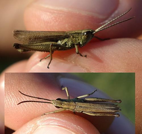 Chorthippus albomarginatus albomarginatus