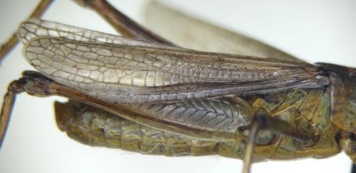 Chorthippus albomarginatus albomarginatus