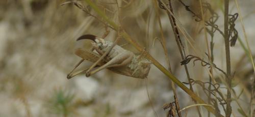 Réf. 171 098 : Platycleis albopunctata