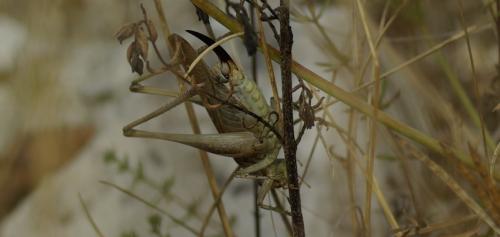Réf. 171 099 : Platycleis albopunctata