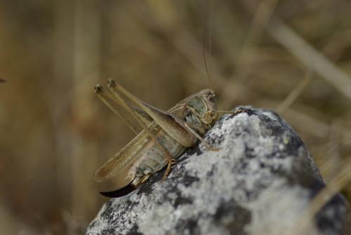Réf. 171 097 : Platycleis albopunctata