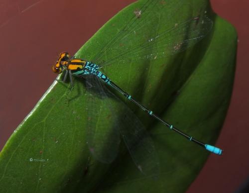 Réf. 171 063 : Pseudagrion punctum