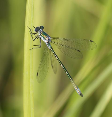 Lestes dryas