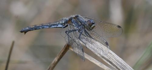 Réf. 171 807 : Sympetrum danae