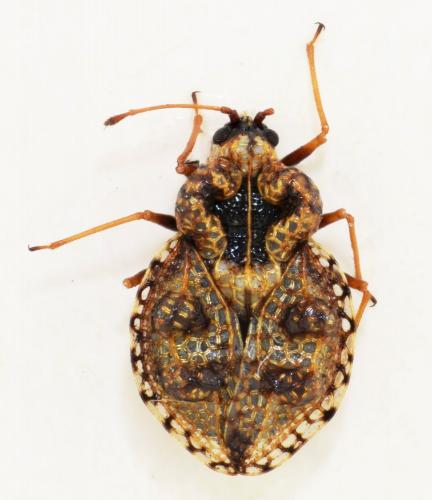 Dictyla rotundata