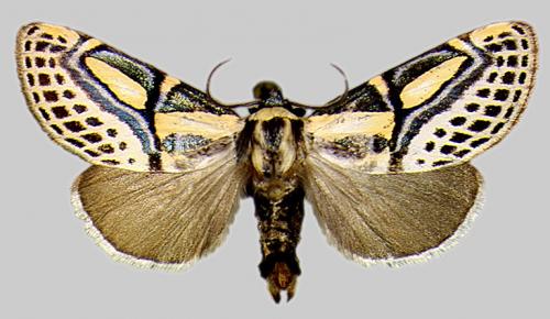 Diphthera festiva
