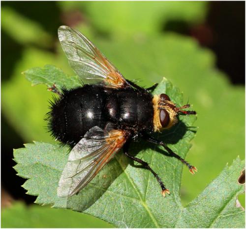 Réf. 171 999 : Tachina grossa
