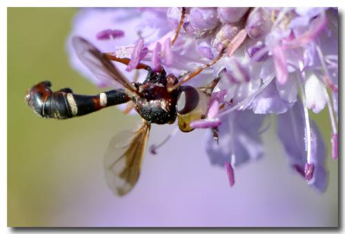 Réf. 171 313 : Physocephala vittata