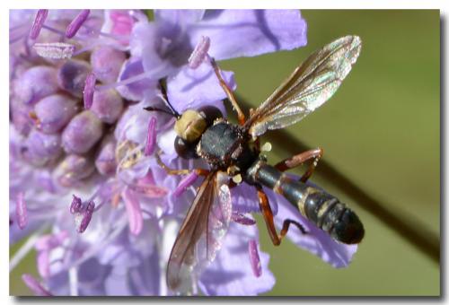 Réf. 171 314 : Physocephala vittata