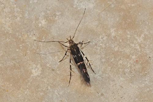 Réf. 171 970 : Cosmopterix pulchrimella