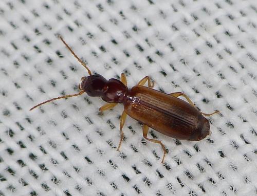Réf. 171 819 : Paradromius linearis