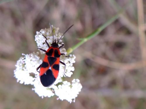 Réf. 171 129 : Tropidothorax leucopterus
