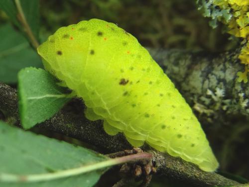 Iphiclides podalirius