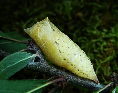 Réf. 171 386 : Iphiclides podalirius