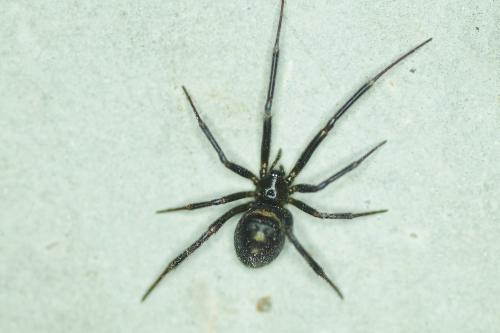 Steatoda grossa